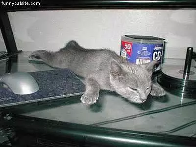 Gray Cat On Glass Table