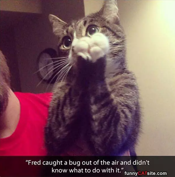 Caught A Bug
