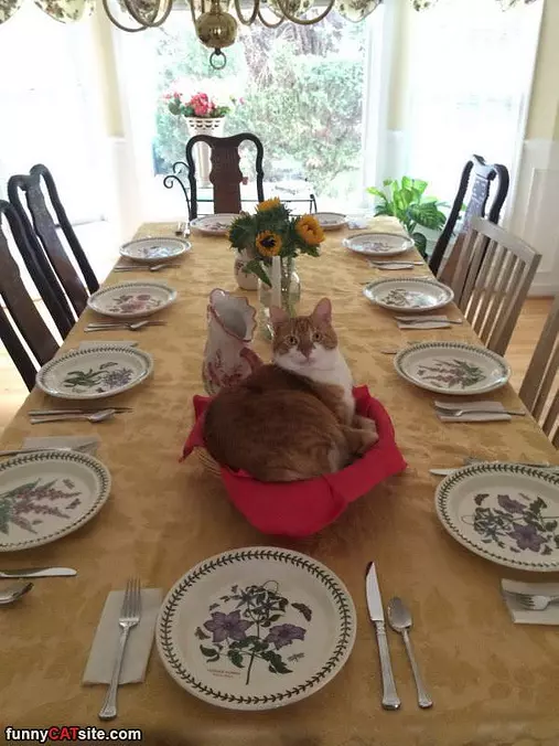 Well Whats For Dinner