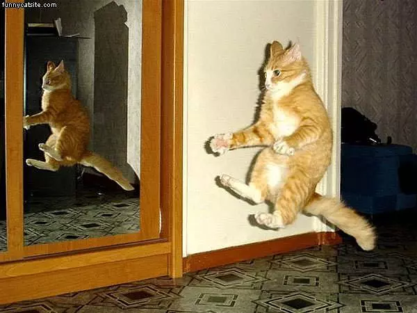 Mirror Image