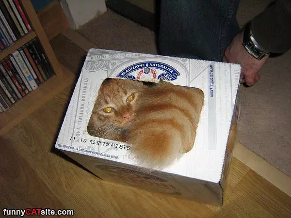 See I Told You I Can Fit