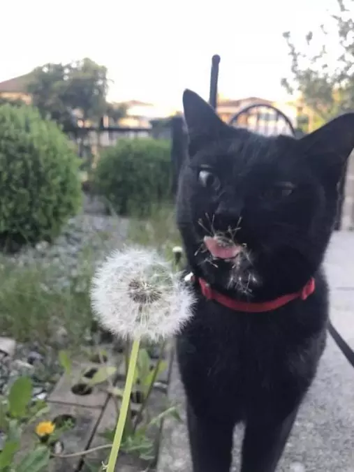 What Is This Flower