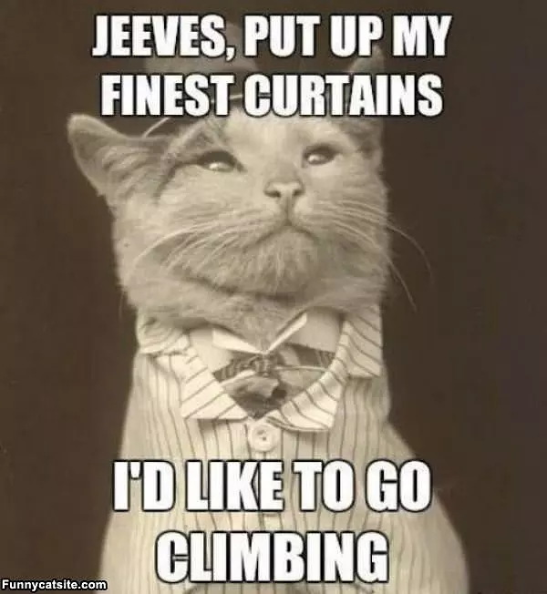 Finest Curtains