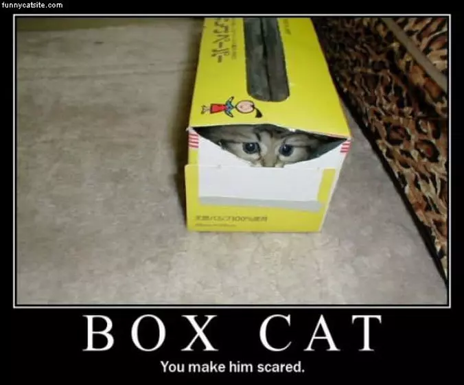 Box Cat
