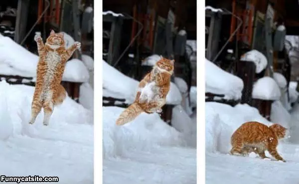 Jumping Cat