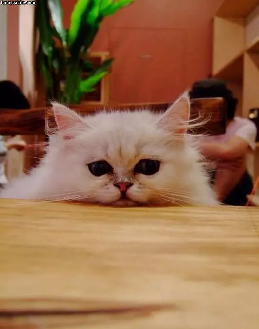 I Tired
