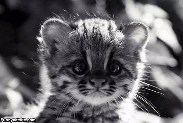 I Has The Sad