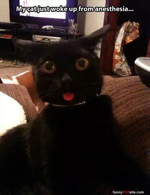 My Cat Just Woke Up