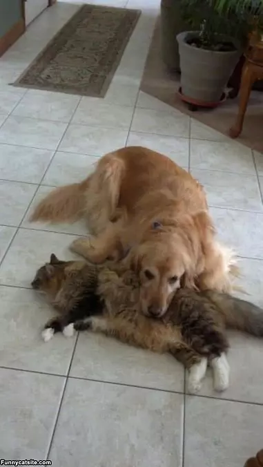 This Fluffy Pillow Is Nice