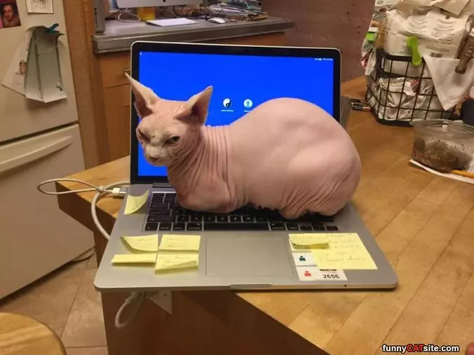 On The Laptop