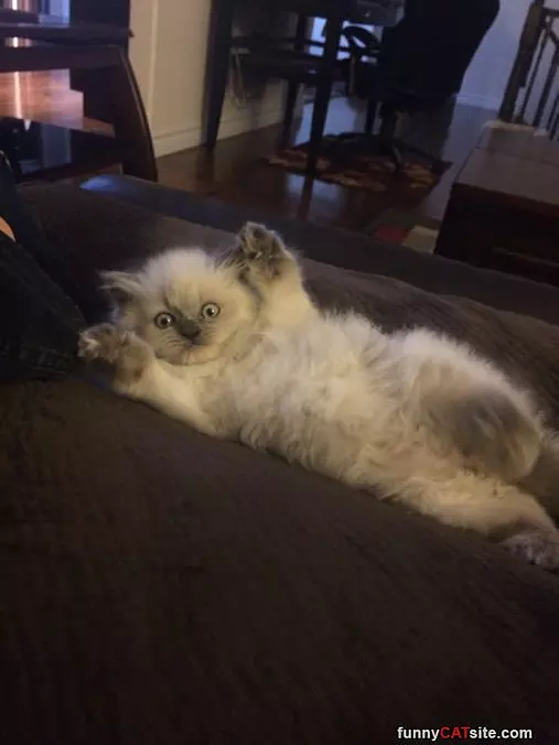 Fuzzys Up