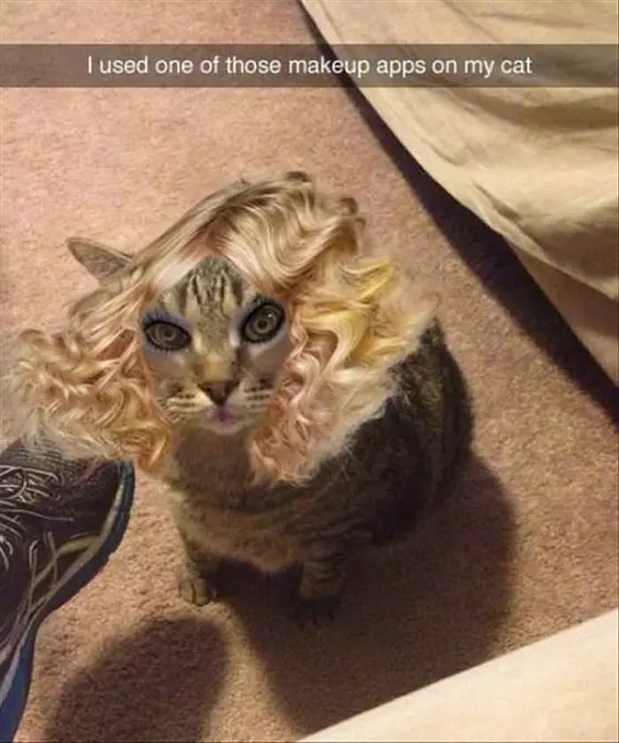 Used A Makeup App On My Cat