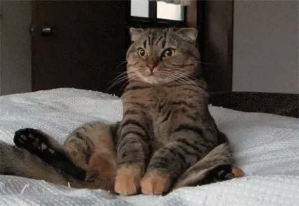 Attentiun