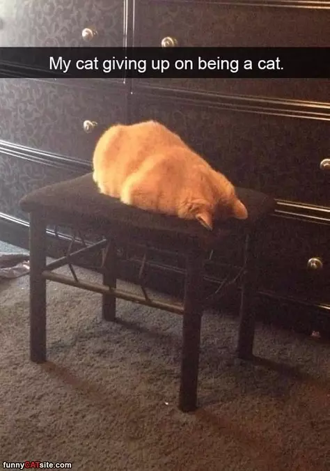 Gave Up On It
