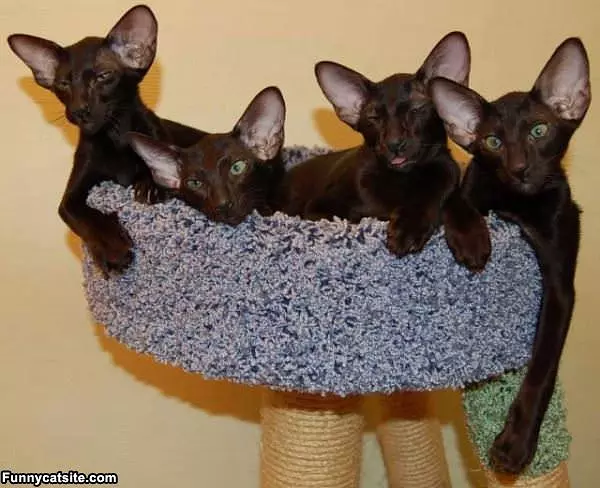 4 Awesome Cats