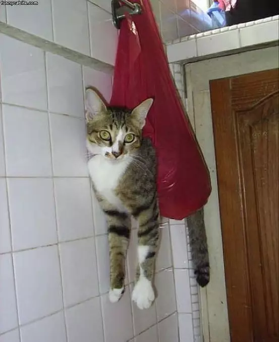 Bag O Cat 2