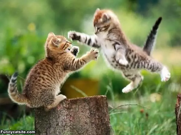 Wild Jump Attack