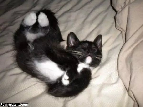 Lazy Days Are Here Again
