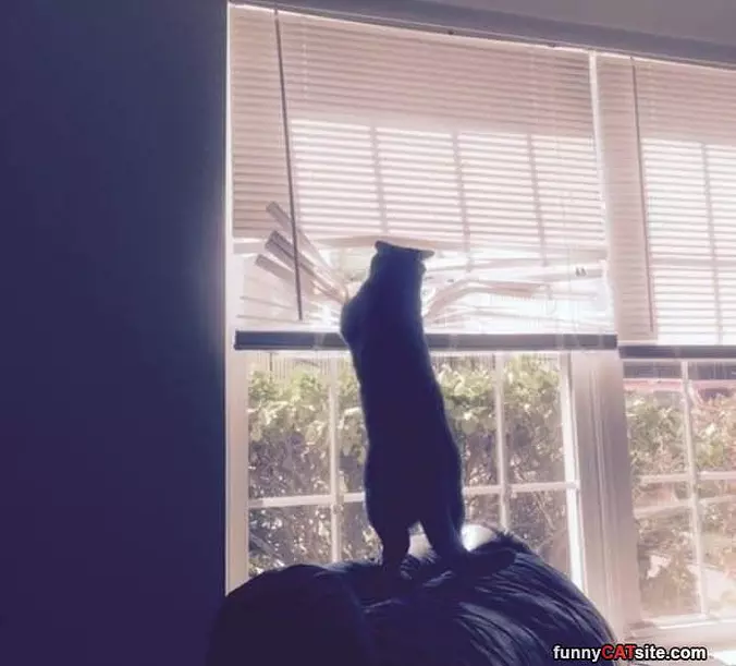 Opening The Windows