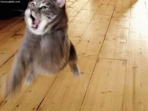 Flying Crazy Cat