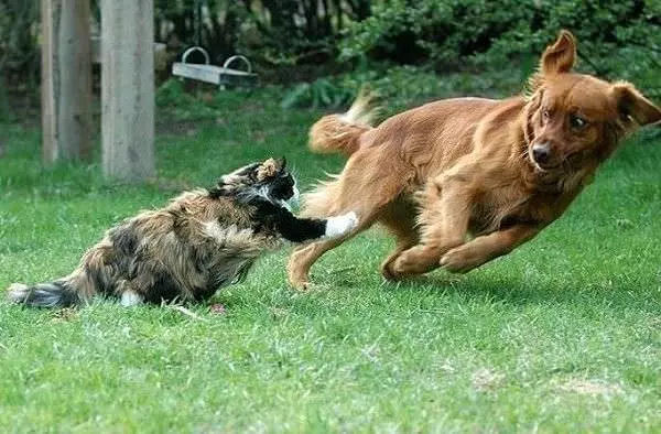 Cat Wins