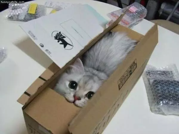 The Boxcat