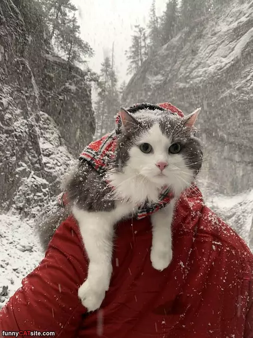 Out In The Snow