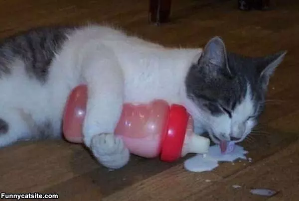 Found How To Get The Milk