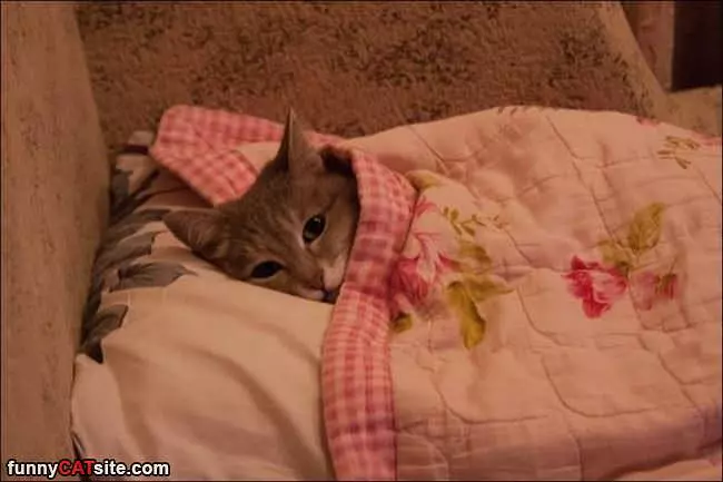 So Tucked In