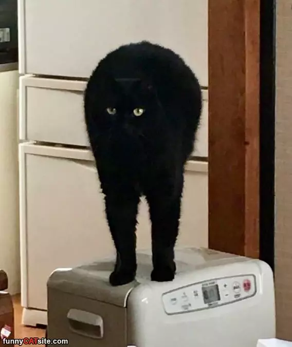 Stand Up Tall