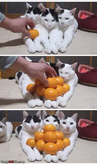 Lots Of Oranges