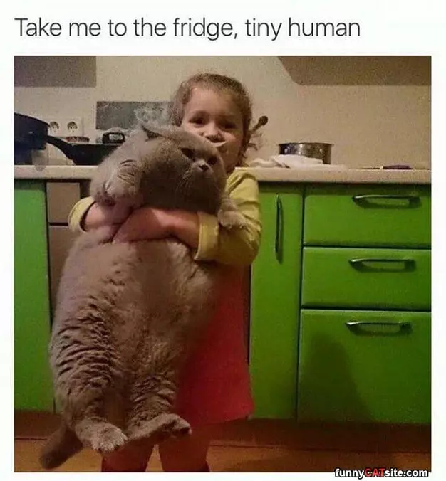 Take Me To The Fridge