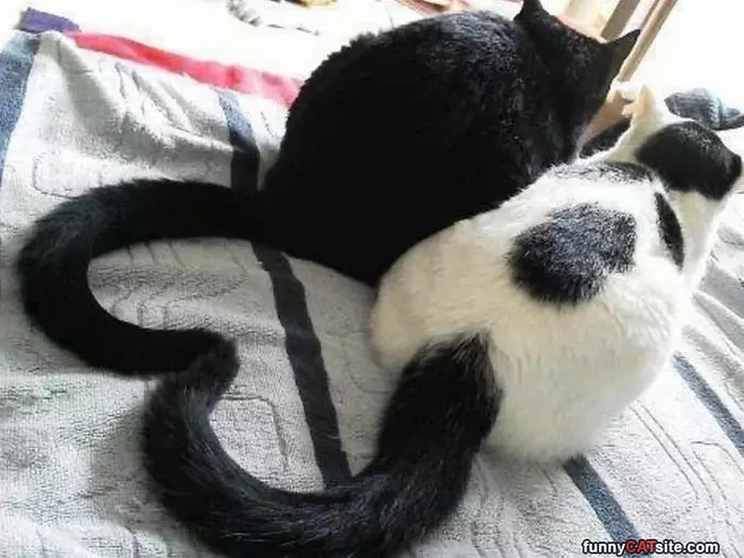 A Heart