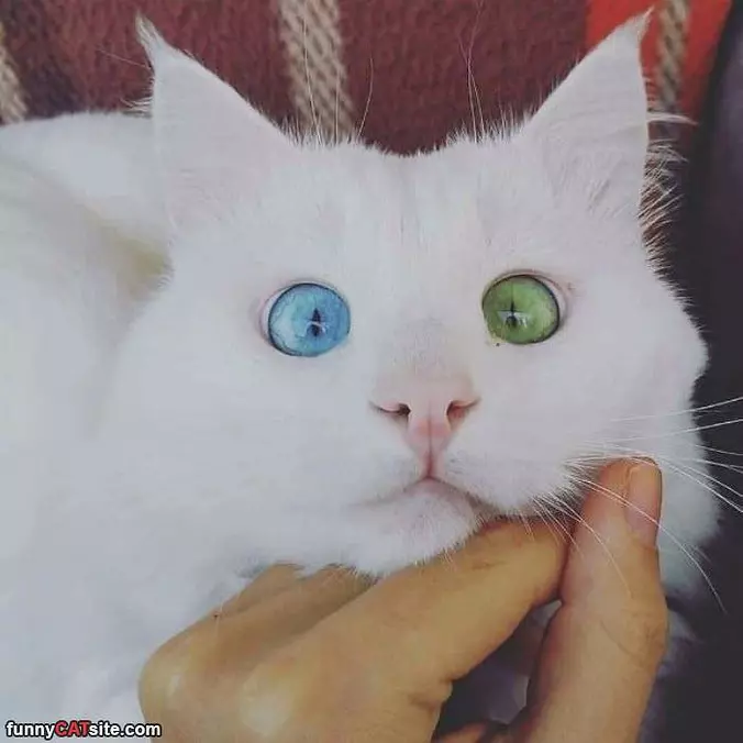 This Cat Has Awesome Eyes