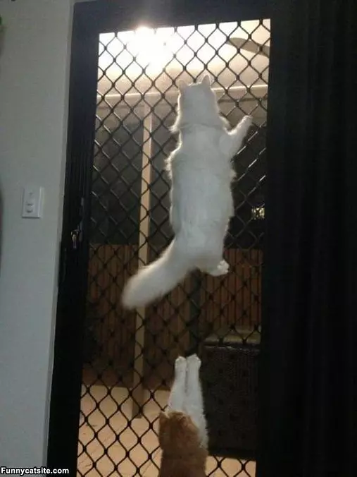 Hey You Let Us In