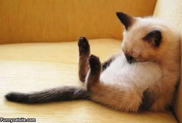 Tired Cat Is Tired
