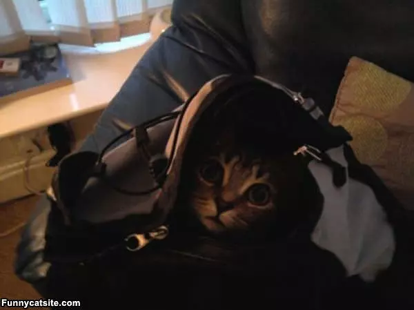 Im In The Bag