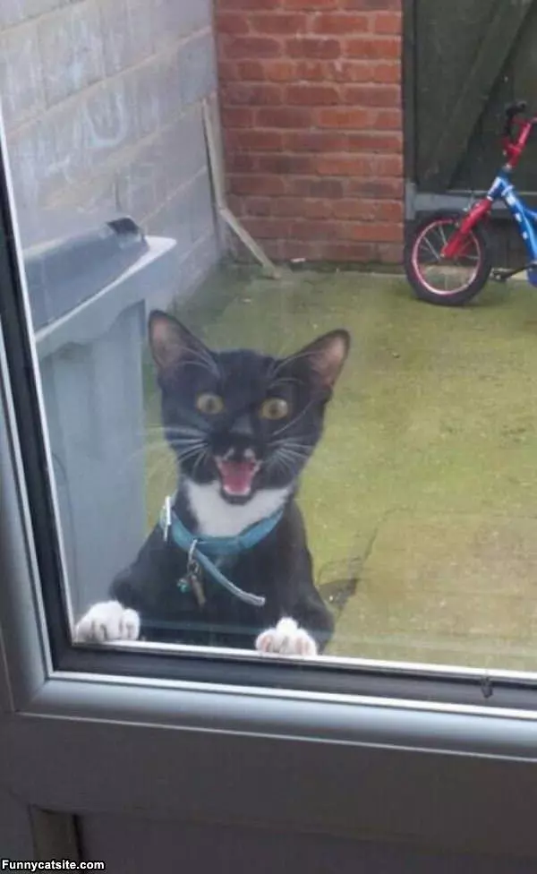 Cmon Let Me In