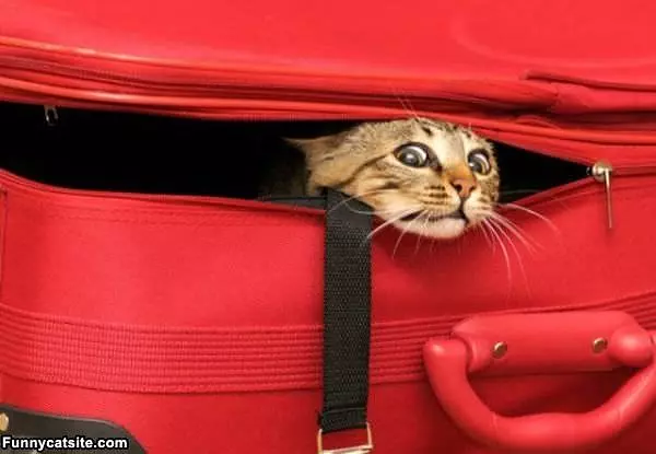 The Great Escape