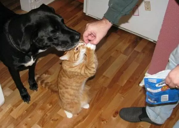 Begging