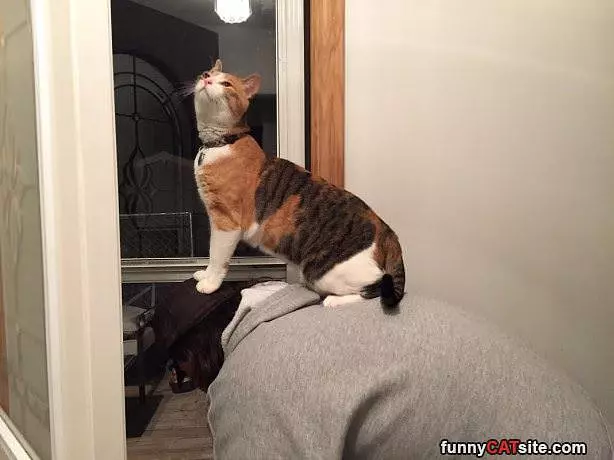 King Of The Castle