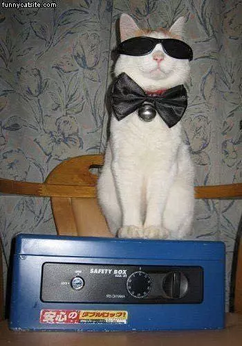 Cool Cat