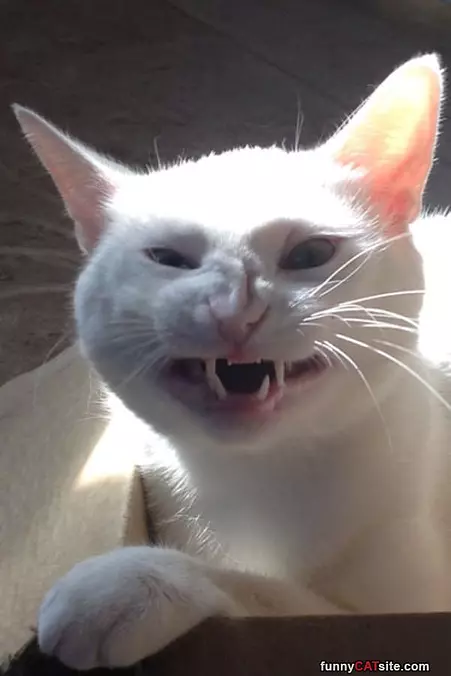 My Grrrrrr Face