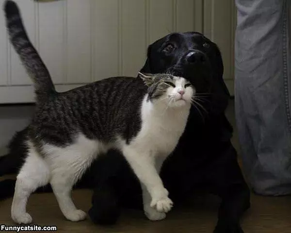 I Has An Itch