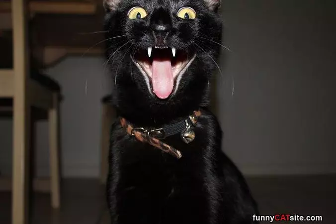 More Cat Nip Please