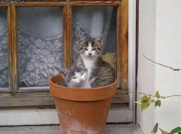 Kittens In A Pot