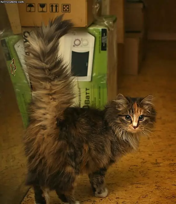 Fuzzy