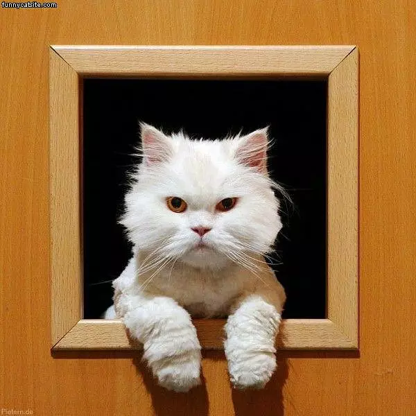 Cat Door