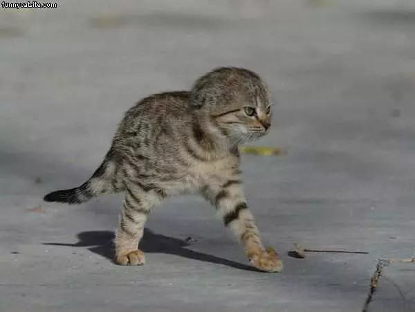 Attack Kitten Is Ready