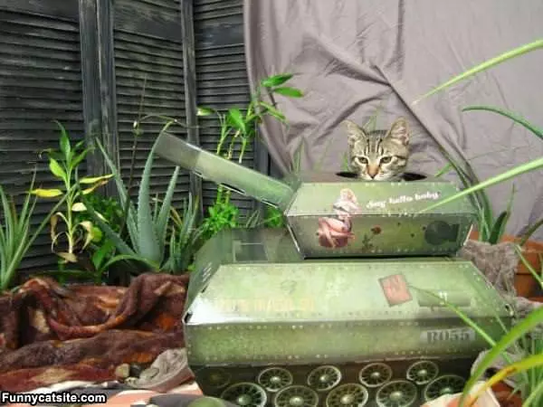 Battle Cat